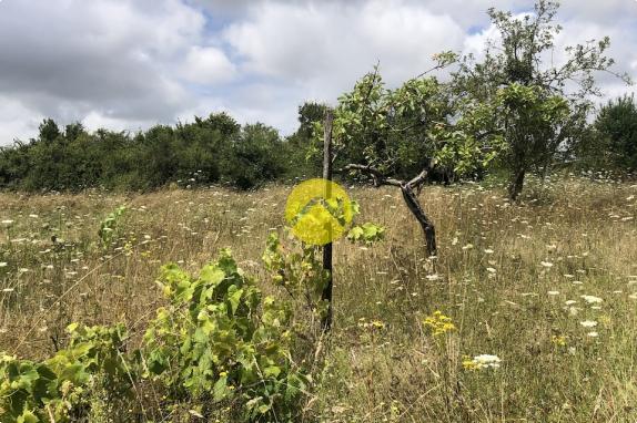 Terrain de loisirs avec verger