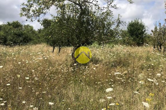 Terrain de loisirs avec verger