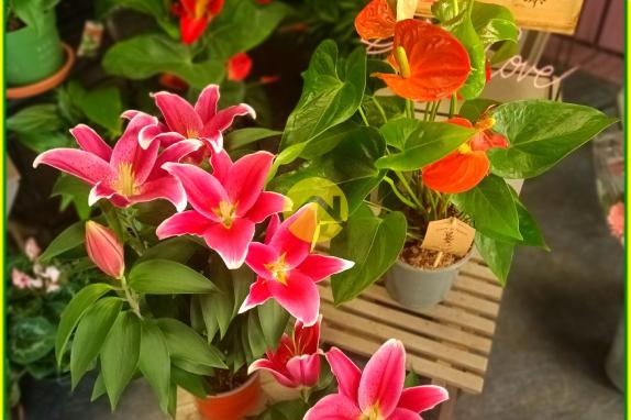 HABITATION / LOCAL COMMERCIAL 