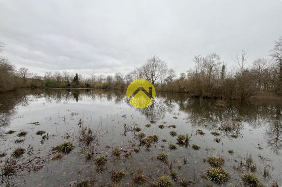 Etang et bois