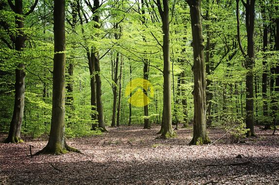 PARCELLES AGRICOLES ET BOIS