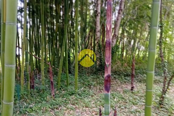 ET AU MILIEU COULE LA RIVIÈRE 