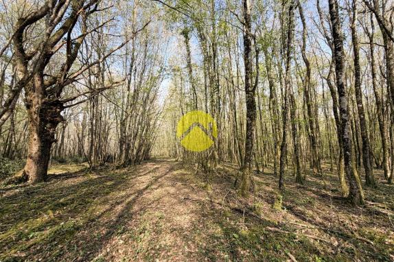 Étangs en pleine nature