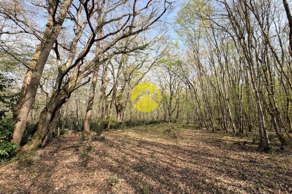 Étangs en pleine nature