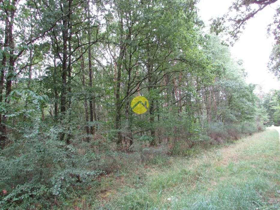 Terrain