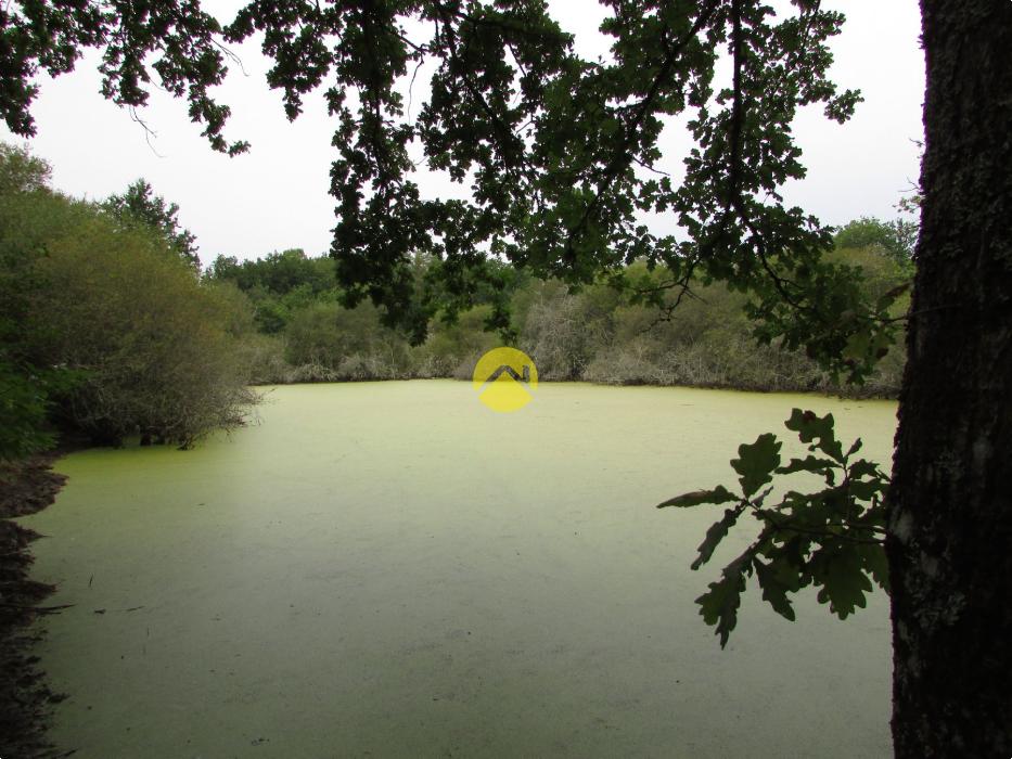 Terrain