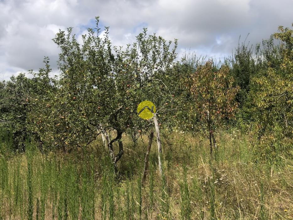 Terrain de loisirs avec verger