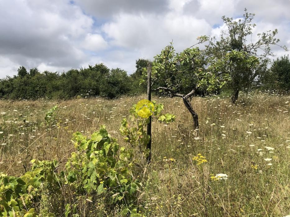 Terrain de loisirs avec verger