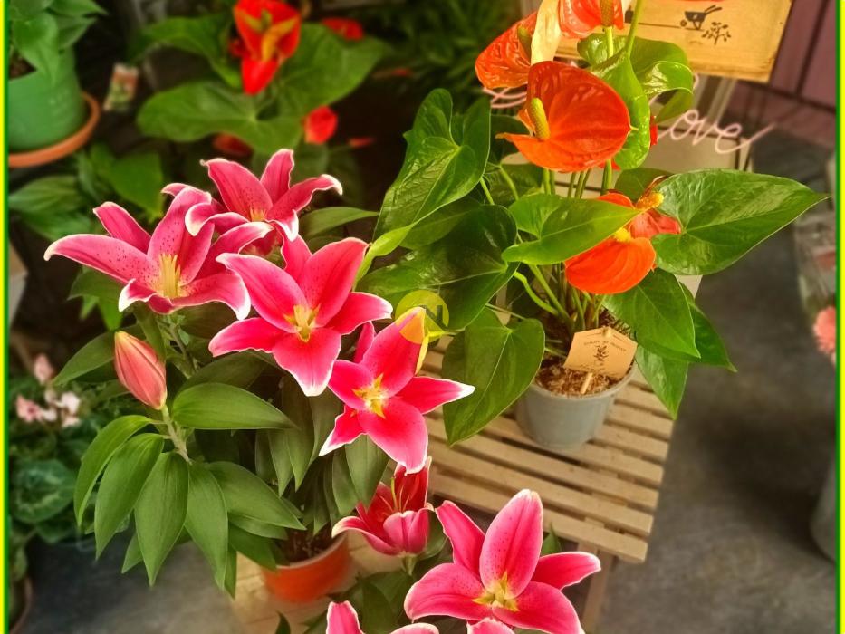 HABITATION / LOCAL COMMERCIAL 