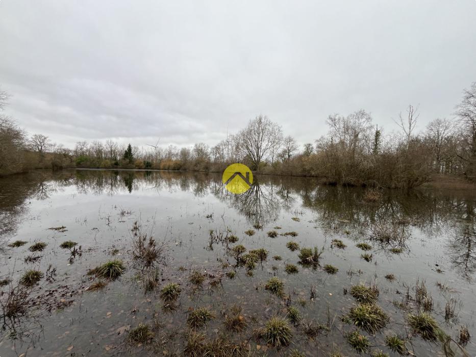 Etang et bois