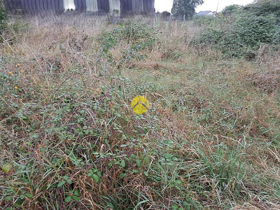 Proche de la forêt de Tonçais