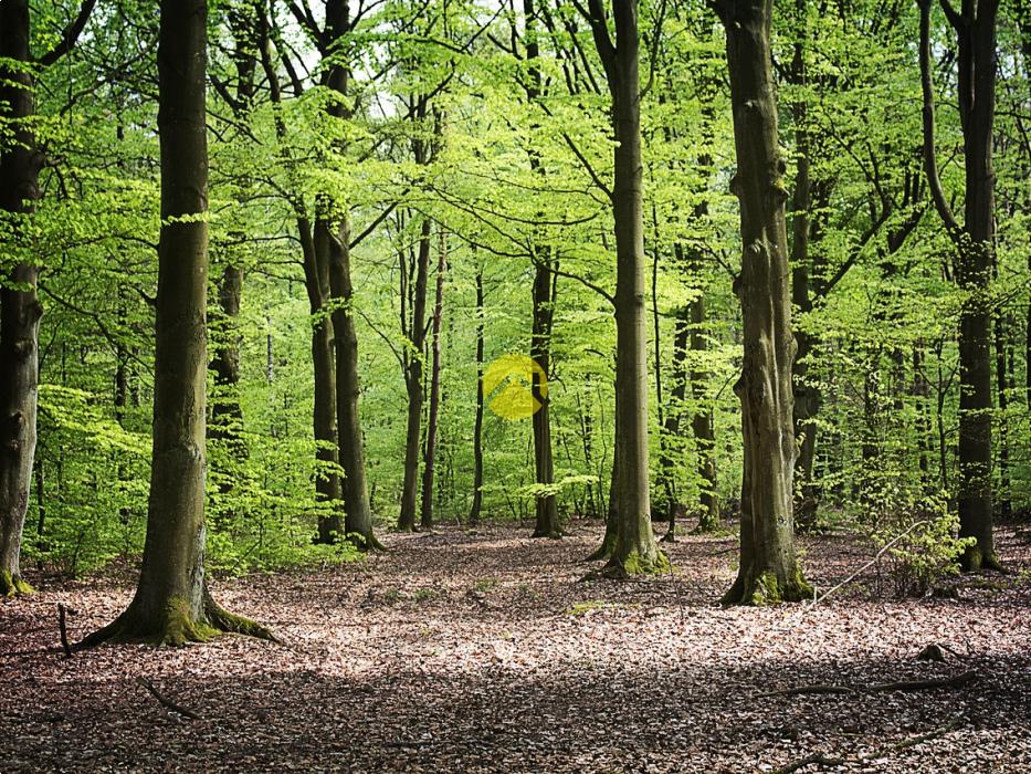 PARCELLES AGRICOLES ET BOIS