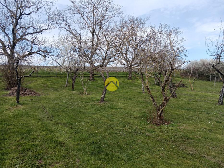 Terrain à bâtir + verger
