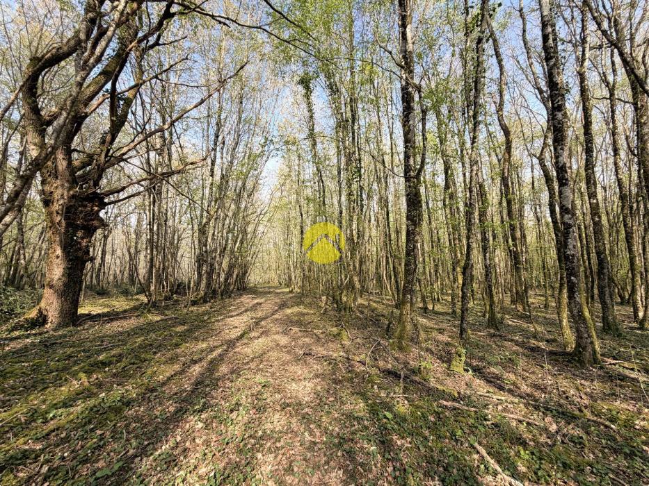 Étangs en pleine nature