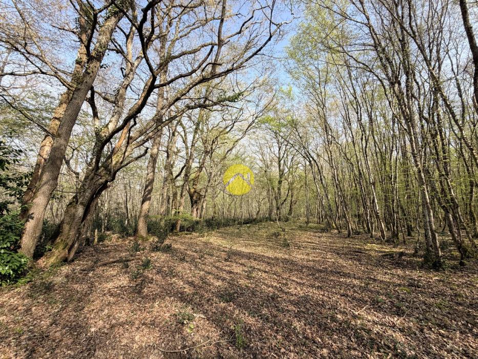 Étangs en pleine nature