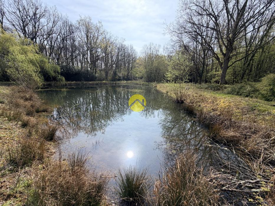 Étangs en pleine nature