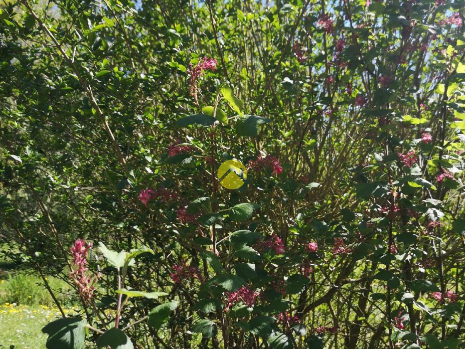 MAISON DE PLAIN-PIED