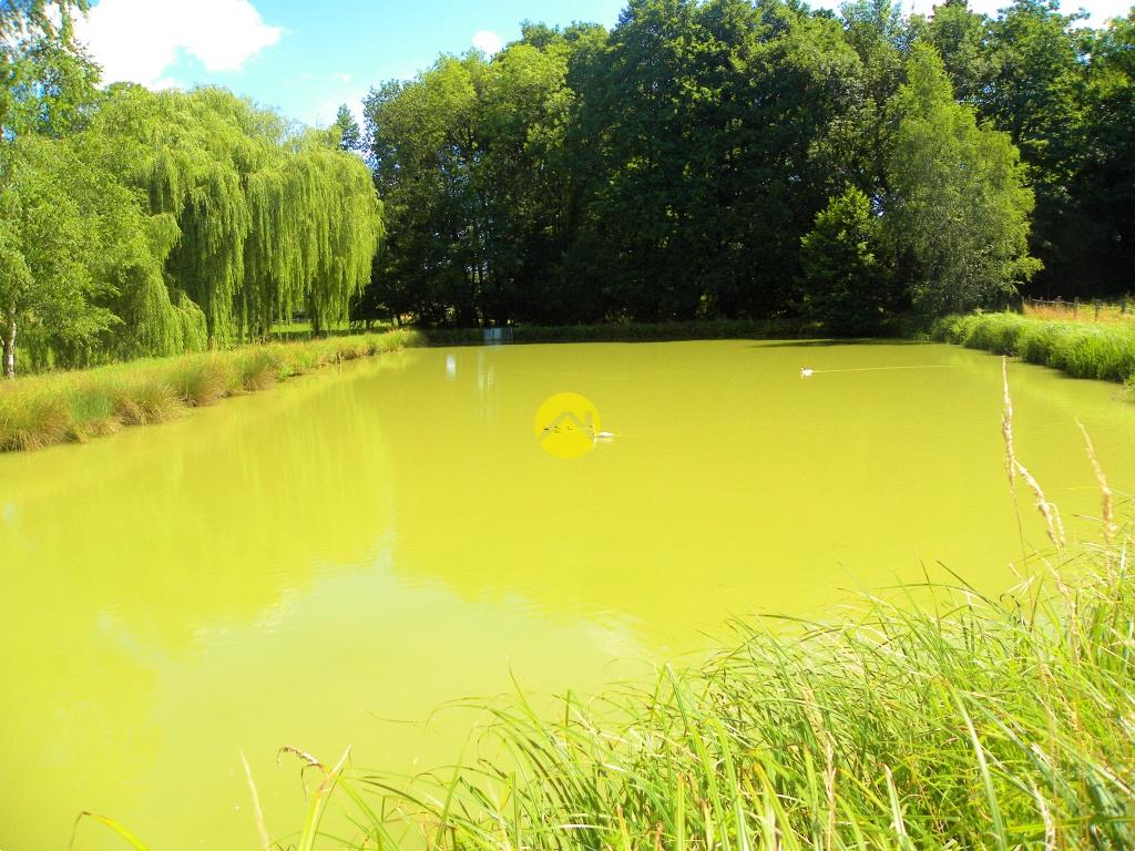 ÉTANG AU CALME à Savigny-en-Sancerre, photo 7