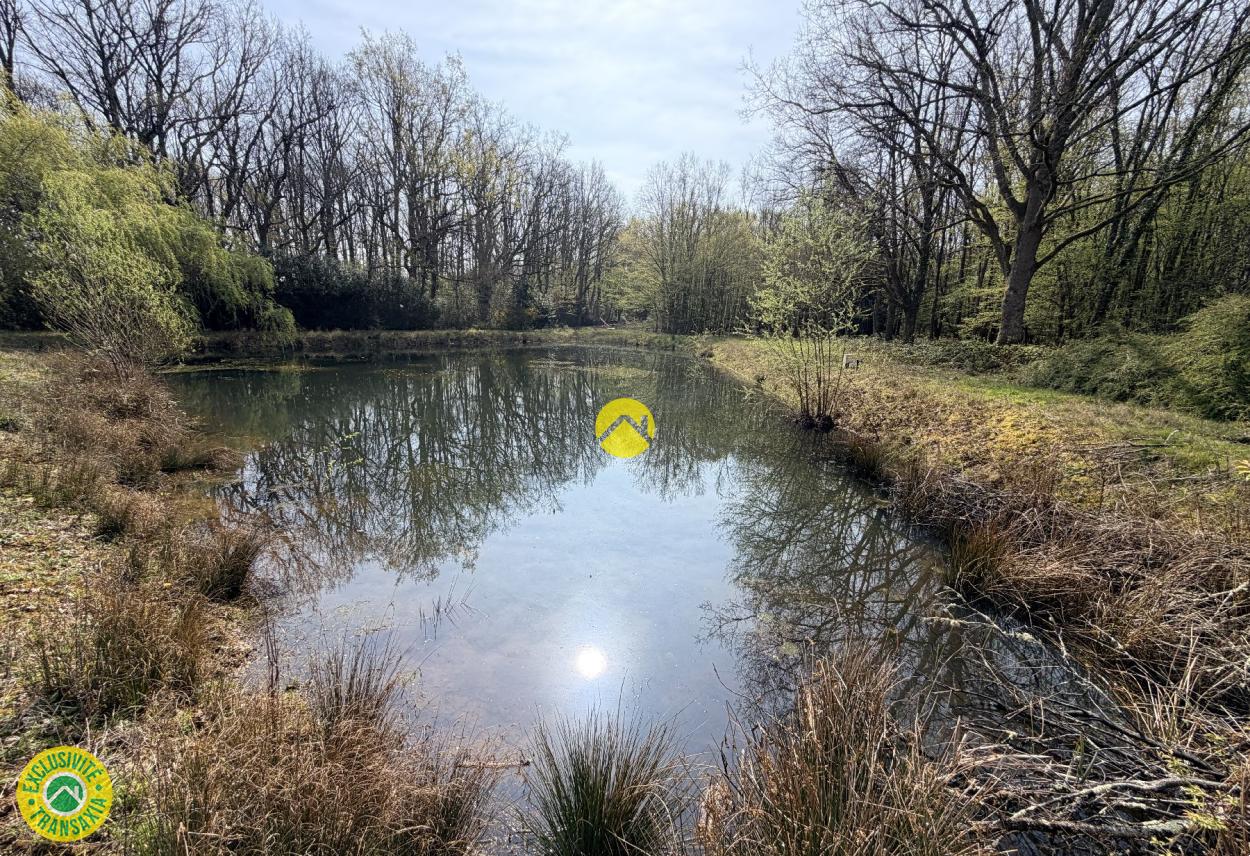 Étangs en pleine nature